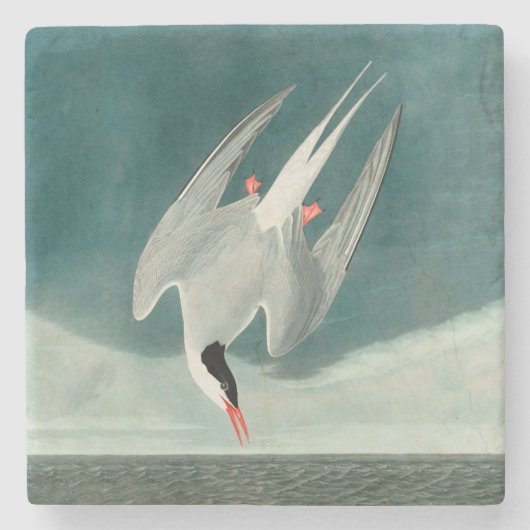 Arctic Tern Audubon Bird Wildlife Painting Stenen Onderzetter (Voorkant)