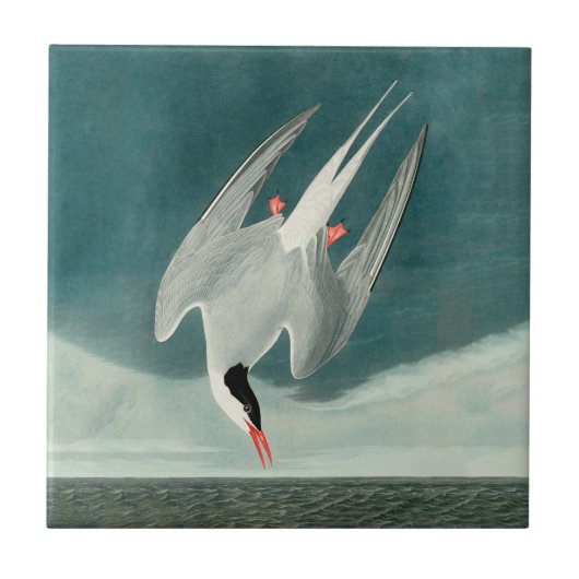 Arctic Tern Audubon Bird Wildlife Painting Tegeltje (Voorkant)