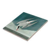 Arctic Tern Audubon Bird Wildlife Painting Tegeltje (Zijkant)