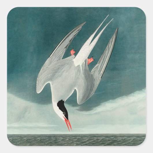 Arctic Tern Audubon Bird Wildlife Painting Vierkante Sticker (Voorkant)