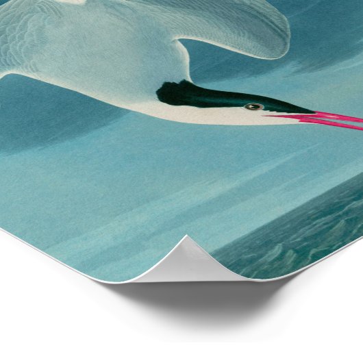 Arctic Tern Birds of America Audubon Print (Hoek)