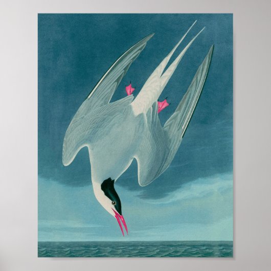 Arctic Tern Birds of America Audubon Print (Voorkant)