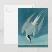 Arctic Tern Birds of America Audubon Print Feestdagenkaart (Voorkant / Achterkant)