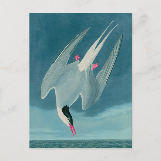 Arctic Tern Birds of America Audubon Print Feestdagenkaart (Voorkant)