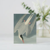 Arctic Tern Briefkaart (Staand voorkant)