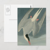 Arctic Tern Briefkaart (Voorkant / Achterkant)