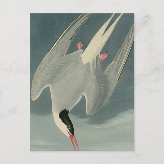Arctic Tern Briefkaart (Voorkant)