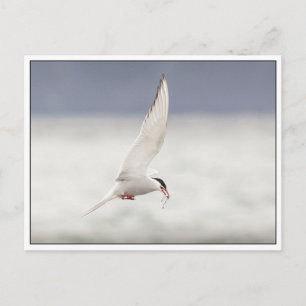 Arctic Tern Briefkaart