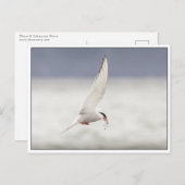 Arctic Tern Briefkaart (Voorkant / Achterkant)