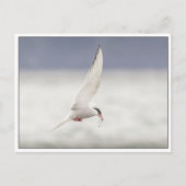 Arctic Tern Briefkaart (Voorkant)
