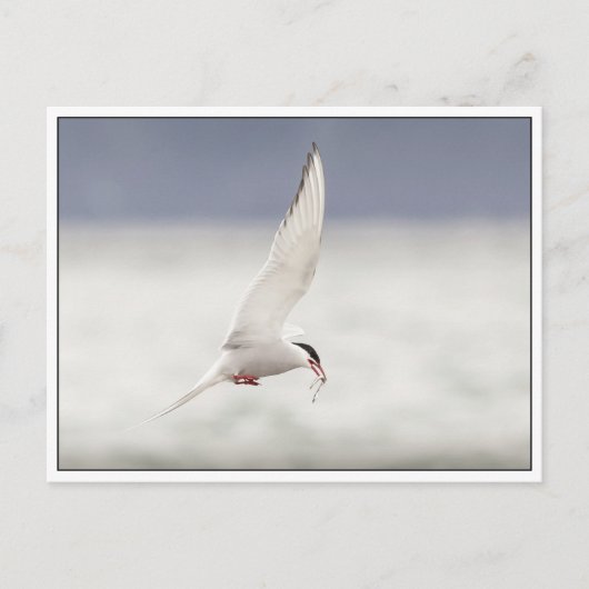 Arctic Tern Briefkaart (Voorkant)