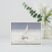 Arctic Tern Briefkaart (Staand voorkant)