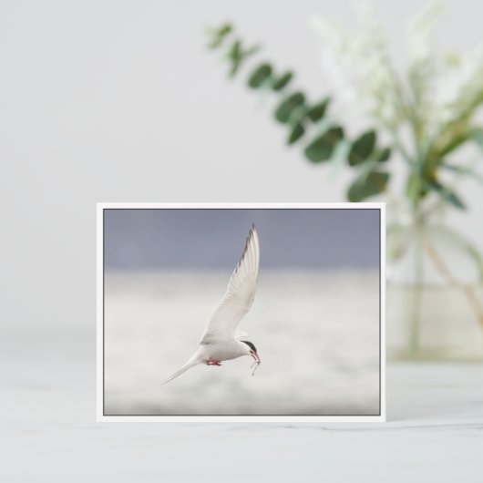 Arctic Tern Briefkaart (Staand voorkant)