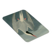 Arctic Tern Magneet (Rechterzijde)