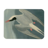 Arctic Tern Magneet (Horizontaal)