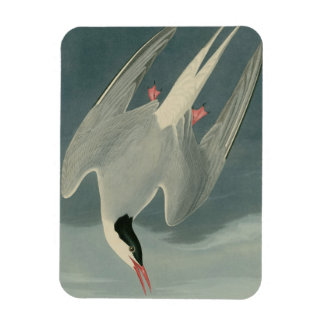 Arctic Tern Magneet