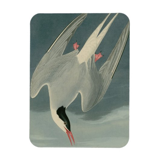 Arctic Tern Magneet (Verticaal)