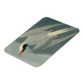 Arctic Tern Magneet (Linkerzijde)