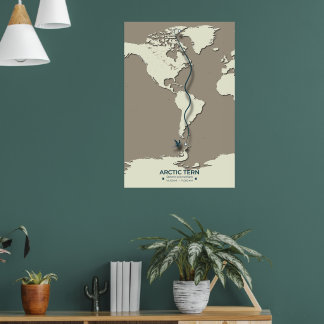 Arctic Tern Migration Map - Minimalistische Vintag Poster