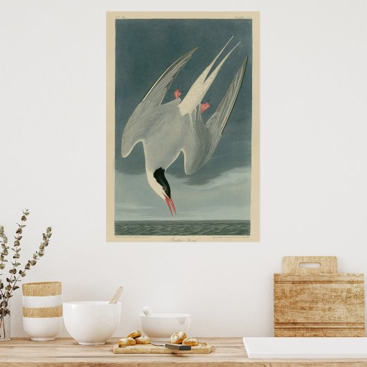 Arctic Tern Poster (Keuken)