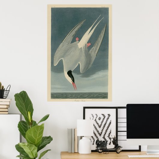 Arctic Tern Poster (Thuiskantoor)