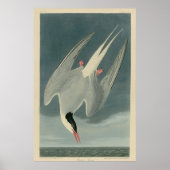 Arctic Tern Poster (Voorkant)
