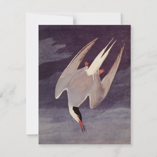 Arctic Tern van John James Audubon,  vogels (Voorkant)
