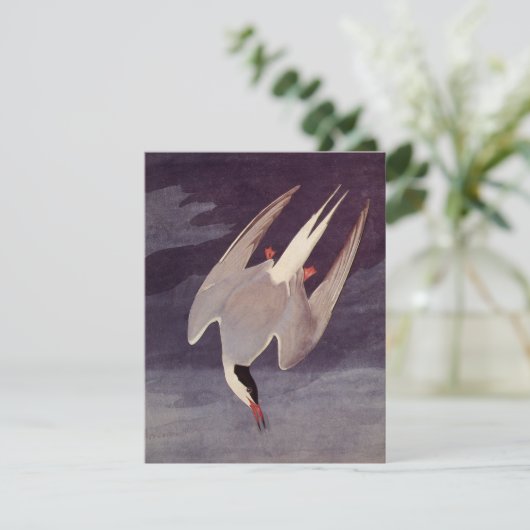 Arctic Tern van John James Audubon, vogels (Staand voorkant)