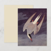 Arctic Tern van John James Audubon,  vogels (Voorkant / Achterkant)