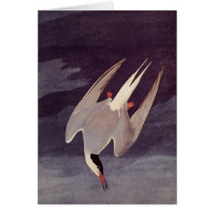 Arctic Tern van John James Audubon,  vogels
