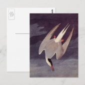 Arctic Tern van John James Audubon,  vogels Briefkaart (Voorkant / Achterkant)