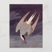 Arctic Tern van John James Audubon,  vogels