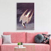 Arctic Tern van John James Audubon, vogels Canvas Afdruk (Insitu (Woonkamer))