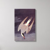 Arctic Tern van John James Audubon, vogels Canvas Afdruk (Voorkant)