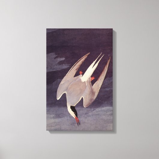 Arctic Tern van John James Audubon, vogels Canvas Afdruk (Voorkant)
