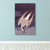 Arctic Tern van John James Audubon, vogels Canvas Afdruk (Insitu (Houten vloer))