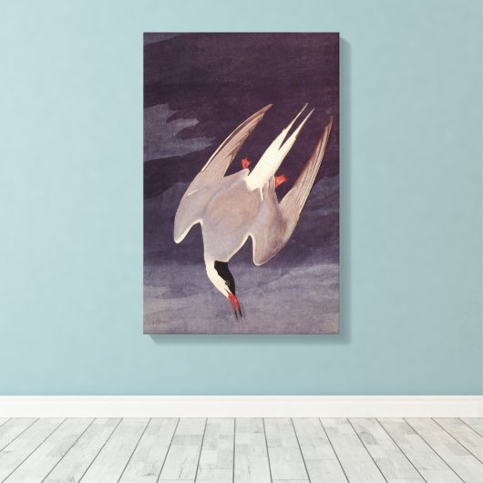 Arctic Tern van John James Audubon, vogels Canvas Afdruk (Insitu (Houten vloer))