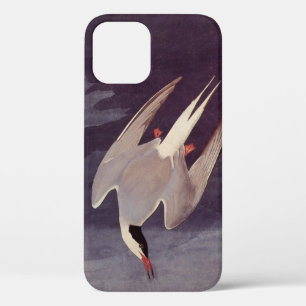 Arctic Tern van John James Audubon, vogels iPhone 12 Hoesje