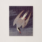 Arctic Tern van John James Audubon,  vogels Legpuzzel (Verticaal)