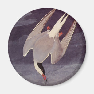 Arctic Tern van John James Audubon,  vogels Magneet