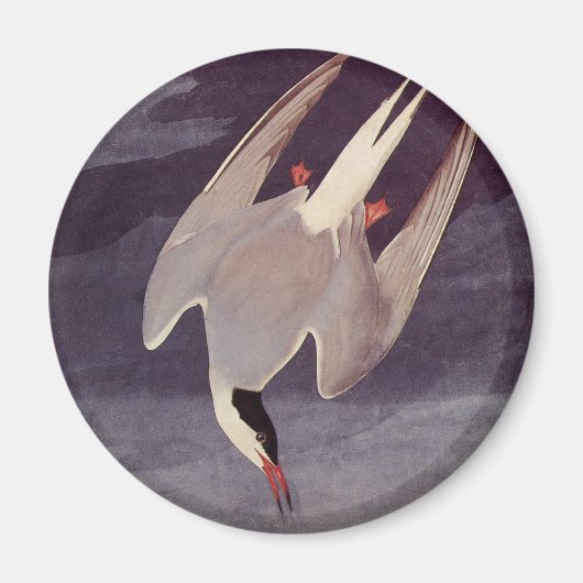 Arctic Tern van John James Audubon, vogels Magneet (Voorkant)