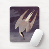 Arctic Tern van John James Audubon,  vogels Muismat (Met muis)