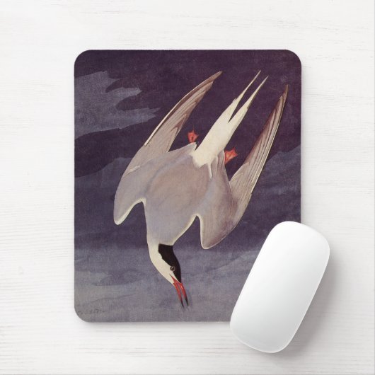 Arctic Tern van John James Audubon,  vogels Muismat (Met muis)