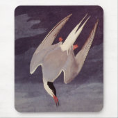 Arctic Tern van John James Audubon,  vogels Muismat (Voorkant)