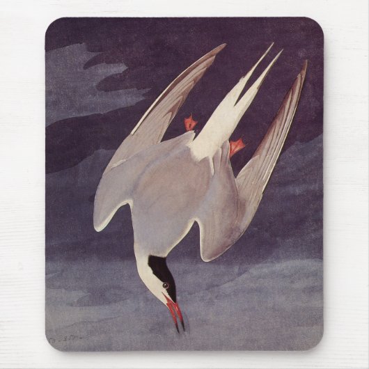 Arctic Tern van John James Audubon,  vogels Muismat (Voorkant)