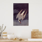 Arctic Tern van John James Audubon,  vogels Poster (Keuken)