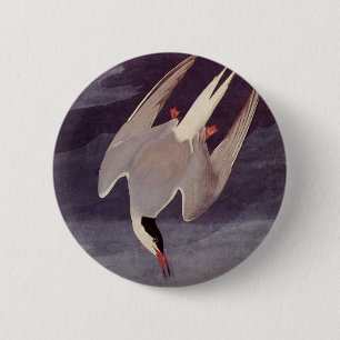 Arctic Tern van John James Audubon,  vogels Ronde Button 5,7 Cm