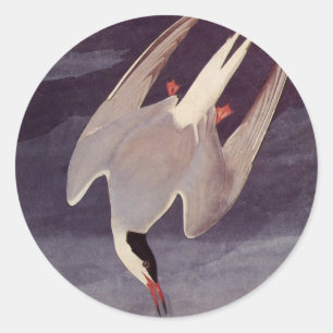 Arctic Tern van John James Audubon, vogels Ronde Sticker