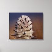 Arctic Tundra Wooly Lousewart Flower Oliktok, AK Canvas Afdruk (Voorkant)