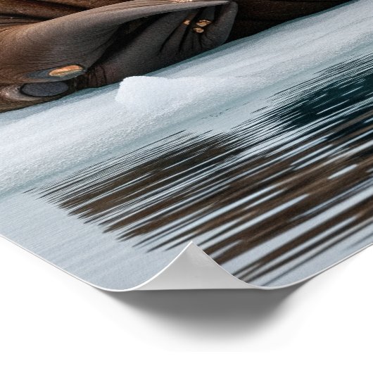 Arctic Walrus Poster (Hoek)